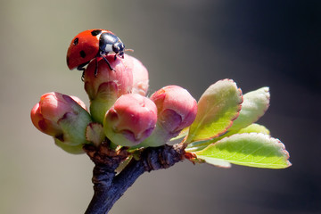 Ladybird morning