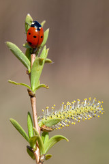 Ladybird and spring