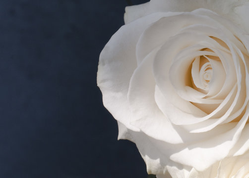 Fototapeta Delicate white rose on dark blue background