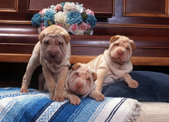 trois chiens de race shar pei sur les coussins