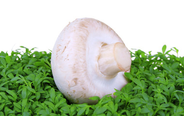 Mushroom on fresh green cress