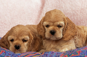 chiots cockers américains,american cocker spaniel de face