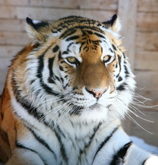 Naklejka premium close-up portrait of the big tiger