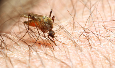 Anopheles mosquito - dangerous vehicle of infection