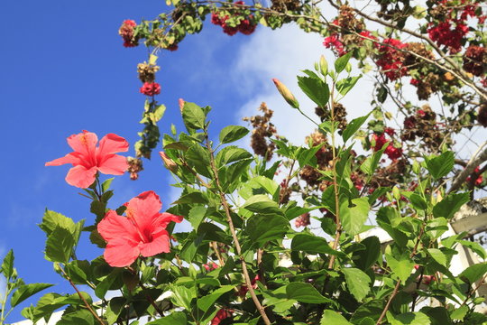 ibisco rosso seychelles