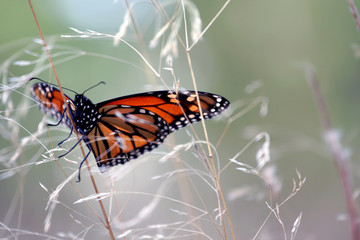 Monarch butterfly