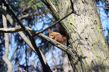 squirrel on a tree