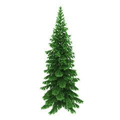 Pine tree isolated on white background