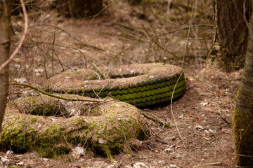 Wald in Deutschland