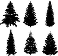 Perfect transparent six Pine trees vectors