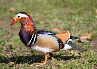 Mandarin Duck