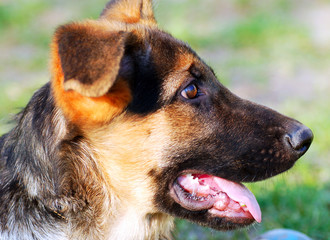 Little German Shephard dog ....