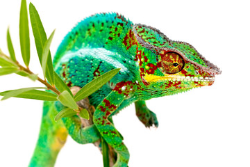 Caméléon de La Réunion sur fond blanc