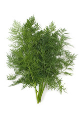 Dill Herb