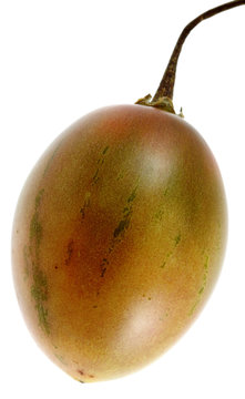 tomate arbuste, tomate en arbre, tamarillo, fond blanc