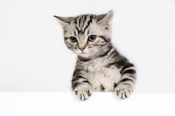 British Shorthair kitten