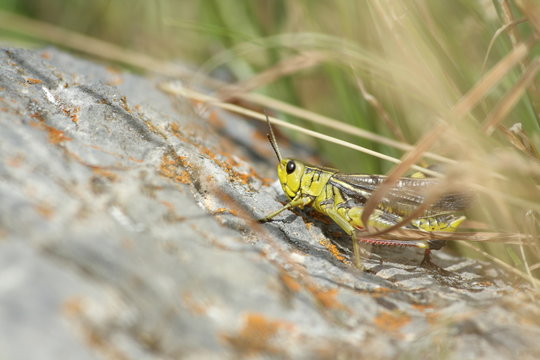 Criquet &agrave; patte rouges ou Criquet bariol&eacute; ( Arcyptera fusca)
