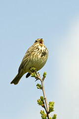 Corn Bunting Miliaria calandra