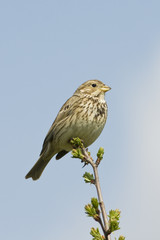 Corn Bunting Miliaria calandra