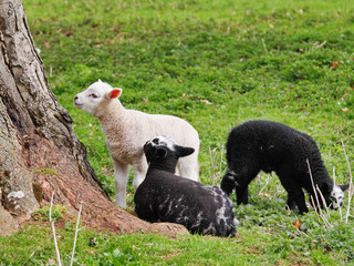 A Trio of Lambs