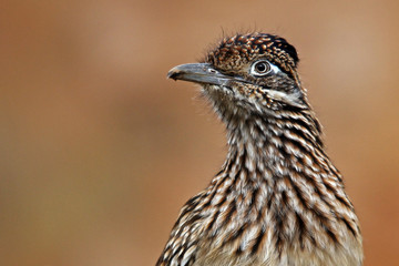 Rennkuckuck