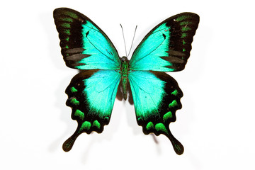 Green and black butterfly Papilio lorquinianus isolated