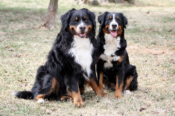 Bernese Mountain Dog Couple