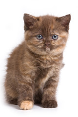 British kitten on white background