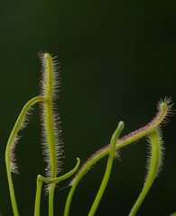 drosera  carnivore
