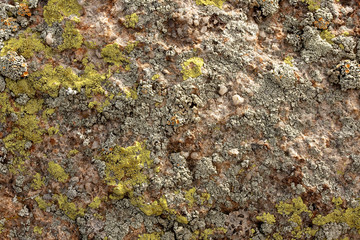 Lichen on Rock 2