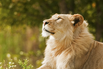 Lion Day Dreaming