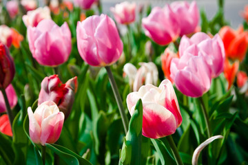 Fototapeta premium Tulips painting