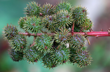 Ricin commun (Ricinus communis) à Madère