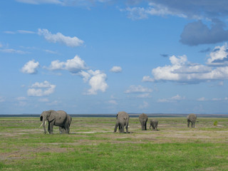 Naklejka na ściany i meble Elefanti in Africa