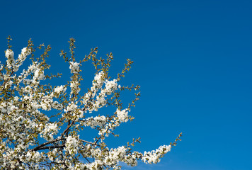 Cherry tree