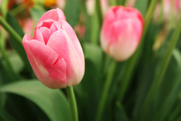 Pink tulips