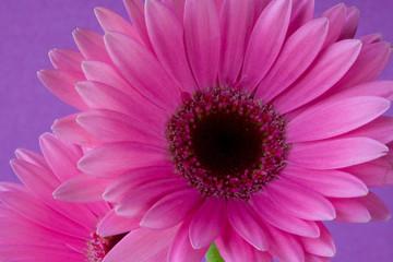 Gerbera 5