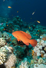 Coral grouper