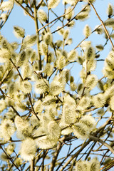 Willow