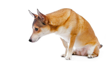 dog