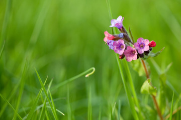wild purple flower in meadow