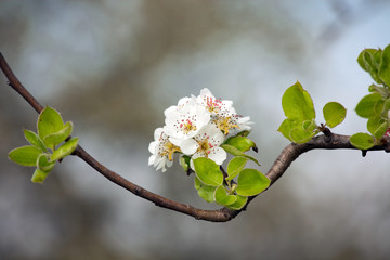 apple tree flower in spring
