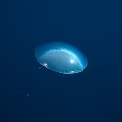 Air bubble rising to the surface