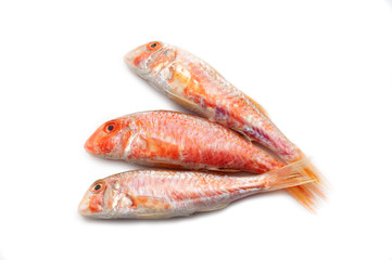little red mullets isolated on white