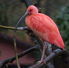 Ibis Rosso Rit