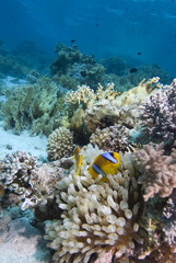 Naklejka na ściany i meble Red sea anemone fish