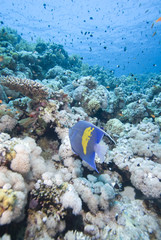 Fototapeta na wymiar Yellowbar angelfish and coral reef.