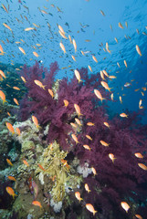 Fototapeta na wymiar Tropical goldfish i rafa koralowa