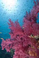 Obraz na płótnie Canvas Vibrant soft corals