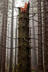 Nadelbaum